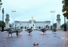 Масштабная реновация Букингемского дворца: временный переезд государственных визитов 576d127a-1925-40b9-bdc1-cfd20fce75f4-6795af02
