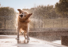 Раскрыт механизм отряхивания воды у животных с шерстью e1b15eb1-c5db-4850-993c-66aaaa798776-67844a32