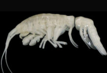 В глубинах Тихого океана найден новый вид хищных ракообразных 03a50591-03bc-4f14-be77-470db771e79c-67aa8d87