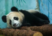 Панда Катюша в Московском зоопарке: последние новости 31 декабря, видео 19a2b184-8b97-4b65-b3e4-5de491b3ce49-67c701f5