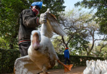 Выявлена ключевая мутация птичьего гриппа, повышающая риски для человечества 25f73583-c0c4-4ee8-9cc0-352557bbdc56-67aa77b2