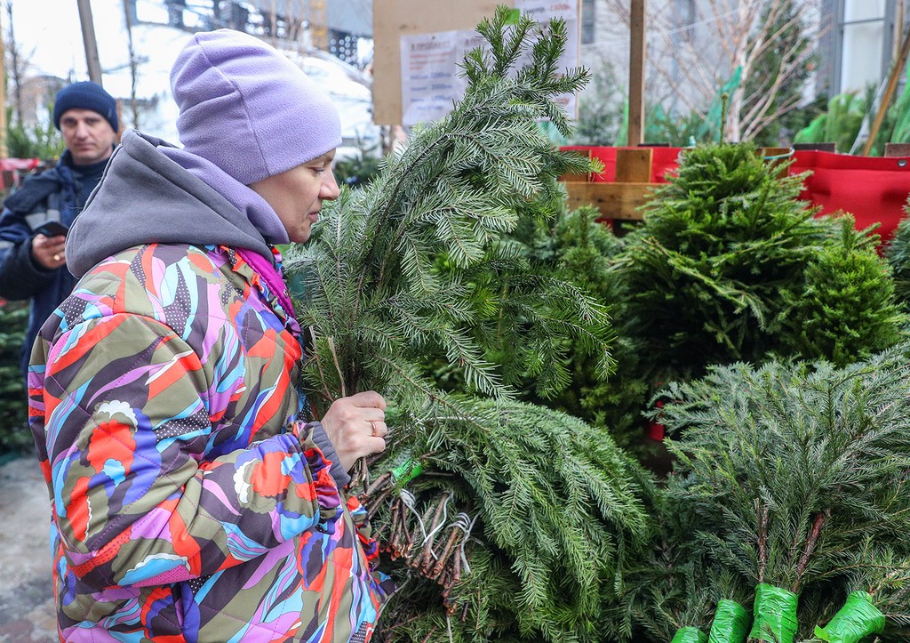 Врач назвала опасность живой новогодней ели