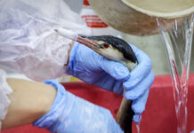 Введен режим ЧС федерального уровня из-за разлива мазута в Керченском проливе a8ce4828-ce14-4ed6-9eac-f62134fcca78-67c0ac1b