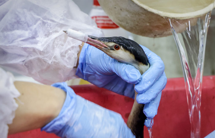 Введен режим ЧС федерального уровня из-за разлива мазута в Керченском проливе