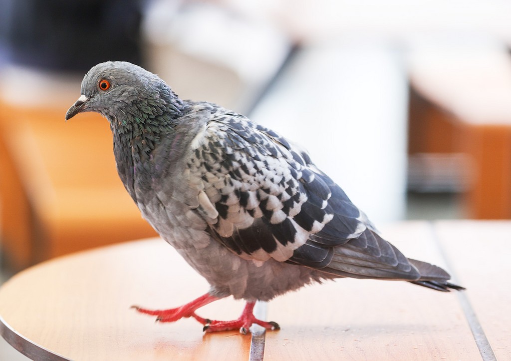 Стало известно о необычной дружбе между человеком и птицей