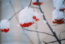 Динамичная зимняя погода: что ждет Приморье в последние дни декабря db711b2a-7040-4cc8-b94a-18bafb12c759-67c08f4c