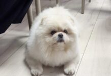 Верные друзья мировых лидеров радуют хозяев и поднимают настроение народу 1e0a2862-536f-42f3-a4c1-cb2d21f50cee-67ea3edb