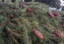 Экологичная утилизация новогодних елок: простые шаги для заботы о природе 2c4f852b-5289-46cc-921b-6d49554d2649-67d1a94c