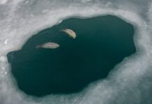 Погодные условия в Приморье радуют жителей весенним теплом 4eed34ed-db2e-4143-bb5a-fd2f4ba47c1b-67e13ce4