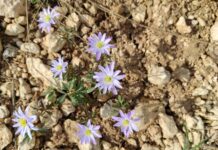 Удивительная синхронность природы в развитии холодоустойчивых растений 577da090-a923-4ee5-bf6d-e8ff5bb05128-67eeed37