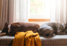 Двое четвероногих друзей в одном доме 647c0fd5-8606-450a-92cf-23bd43da377b-67d840d9