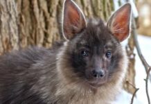 Малыш бурой гиены получил имя литературного вожака в Московском зоопарке 6ab95ac9-aee7-4074-b385-7d87c32167aa-67e141c7