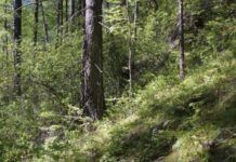 Новая система мониторинга границ лесных экосистем 712fc846-2f87-437e-970b-a61127aba465-67dc2217