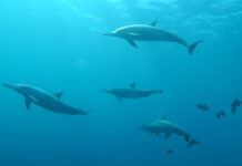 В Черном море зафиксирована массовая гибель дельфинов после экологического происшествия 76193df4-03b8-4ea2-b3f5-7e1f3f3cdeaa-67cdd30d