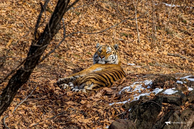 Тигр Мария Смитюк, ИА PrimaMedia