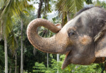 Мьянма подарила шесть молодых слонов Большому Московскому цирку 79728540-4974-4331-8483-09af70b5f7db-67d4b37f