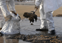 Ученые успешно внедряют инновационные методы очистки акватории Черного моря 7dcb8663-d035-4c92-aee8-d08e57157033-67e165ad