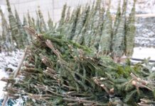 Новогодние елки получают вторую жизнь во Владивостоке 84a913da-d384-4eaf-8a2d-0f1ae613ec2f-67d54d61