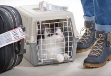 Удивительное путешествие кошки между двумя странами 8acaae8a-58a0-4a73-a23c-05c2c03f16f2-67e406c4