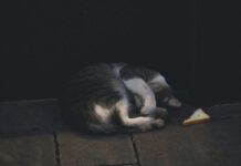 Трогательная история спасения кота спецназом Ахмат 9a9ea469-a2c9-4f53-9ddb-8c99e4530a74-67e3e8a0