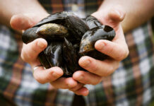 Революционная терапия рака легких на основе свойств морских мидий a911917a-cb38-4179-a266-d29018284f22-67d74bf5