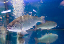 Оперативная работа полиции помогла вернуть похищенный улов на Сахалине Работа рыбного рынка Москва на волне в Митино