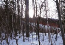 Власти Приморья встают на защиту амурских тигров и диких животных ab7d713c-361d-4411-b248-a5af6e519976-67e9995f