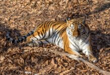 Восстановление кормовой базы тигров станет ключом к решению проблем в Приморье ad8b0a33-4851-45bd-9eb4-a63fb1f4cfbc-67e992f2