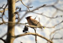 Приморье встречает весну первыми плюсовыми температурами cbce017e-8b44-4aa9-b67c-e6d3825b0d7e-67e992c4