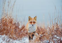 Погода в Приморье радует комфортными зимними температурами d80ea296-ecfb-4a95-9502-70a1467c6bde-67daecbb