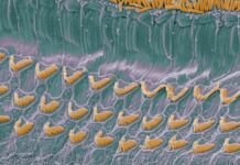 Революционное открытие механизма обработки звука в человеческом ухе e0ead233-5b0d-44a0-9796-91ca43d5aab4-67eed454