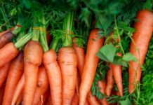 Большой праздник вкуса ждет жителей Владивостока на выходных e8a5d604-ce5e-4ebf-9125-ba6085672d59-67dec11f