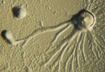 Уникальная 3D-структура генома социальной амебы открывает новые горизонты в биологии 27fd1248-2e3e-4c6b-8996-41bf6da34768-6808e164