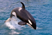 Морские гиганты демонстрируют удивительные охотничьи способности 299e9d95-65ae-4fe9-8470-cf2373dbecc8-67f68b2c