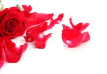 Как выбрать идеальный букет на День влюбленных RedRosePetalsWithBlankCopySpaceOnWhite