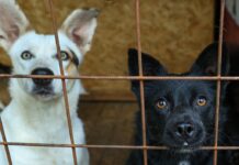 В Бурятии зоозащитники обнаружили массовое захоронение бездомных собак 4c1ed01b-f8bd-4dee-a4c6-a022baab75f4-67fe735d