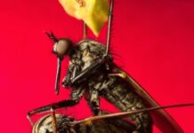 Удивительная эволюция зрения самцов мух в брачных играх 82ffa6ac-9dec-4b88-b675-fe0eb23d795b-67f741be