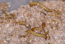 Будущее питания с альтернативными источниками белка a887ae2b-3d21-4ac1-a2f0-aa0c427020fc-67ffa512