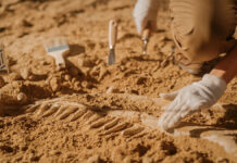 Уникальная маска Медузы возрастом два тысячелетия найдена на Сицилии PortraitOfBeautifulPaleontologistCleaningTyrannosaurusDinosaurSkeletonWithBrushes