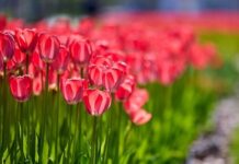 Цветники и фонтаны Москвы готовят к зиме czvetniki i fontany moskvy gotovyat k zime-news-blog-ru-174053966500-0