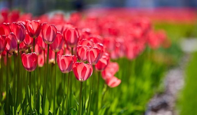 Цветники и фонтаны Москвы готовят к зиме