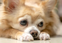 В Ленобласти правоохранители спасли двух породистых собак BoringBrownFurryChihuahuaDogWaitingForWoodFromOwner