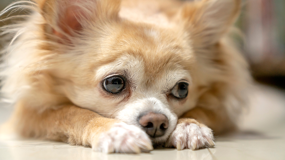 В Ленобласти рецидивист с подругой украл две чихуахуа на 142 тысячи рублей