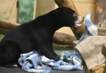 Замечательные приключения малайского медвежонка в Московском зоопарке d3beed8d-8020-48ec-a781-68a199103a1f-67f901e9