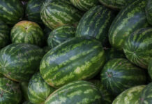 Турчанка покорила мир невероятной силой бедер и новым рекордом Гиннесса Старт работы бахчевых развалов в Москве