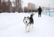 Погода в Москве до 23 февраля Городские жанры и виды Москвы