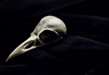 Уникальная находка древнейшей птицы в Антарктиде открывает новые горизонты науки LowkeyBirdSkullOnABlackVail