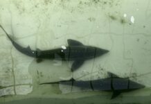 Легендарный осётр Владивостока обрел временный дом в современном комплексе legendarnyj osyotr vladivostoka obrel vremennyj dom v sovremennom komplekse-news-blog-ru-174067361100-0