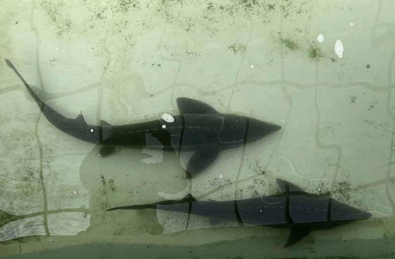 Легендарного осётра из муниципального океанариума Владивостока переселили в новый дом МБУ "Лазо"