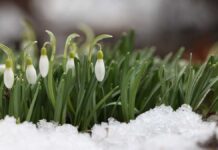 Аномально теплая зима раскрывает новые грани природы Подмосковья МоскваТиНАО Музей Остафьево Пер